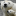 Chil_germ bear
